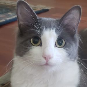 Meet your Posher, Kitty